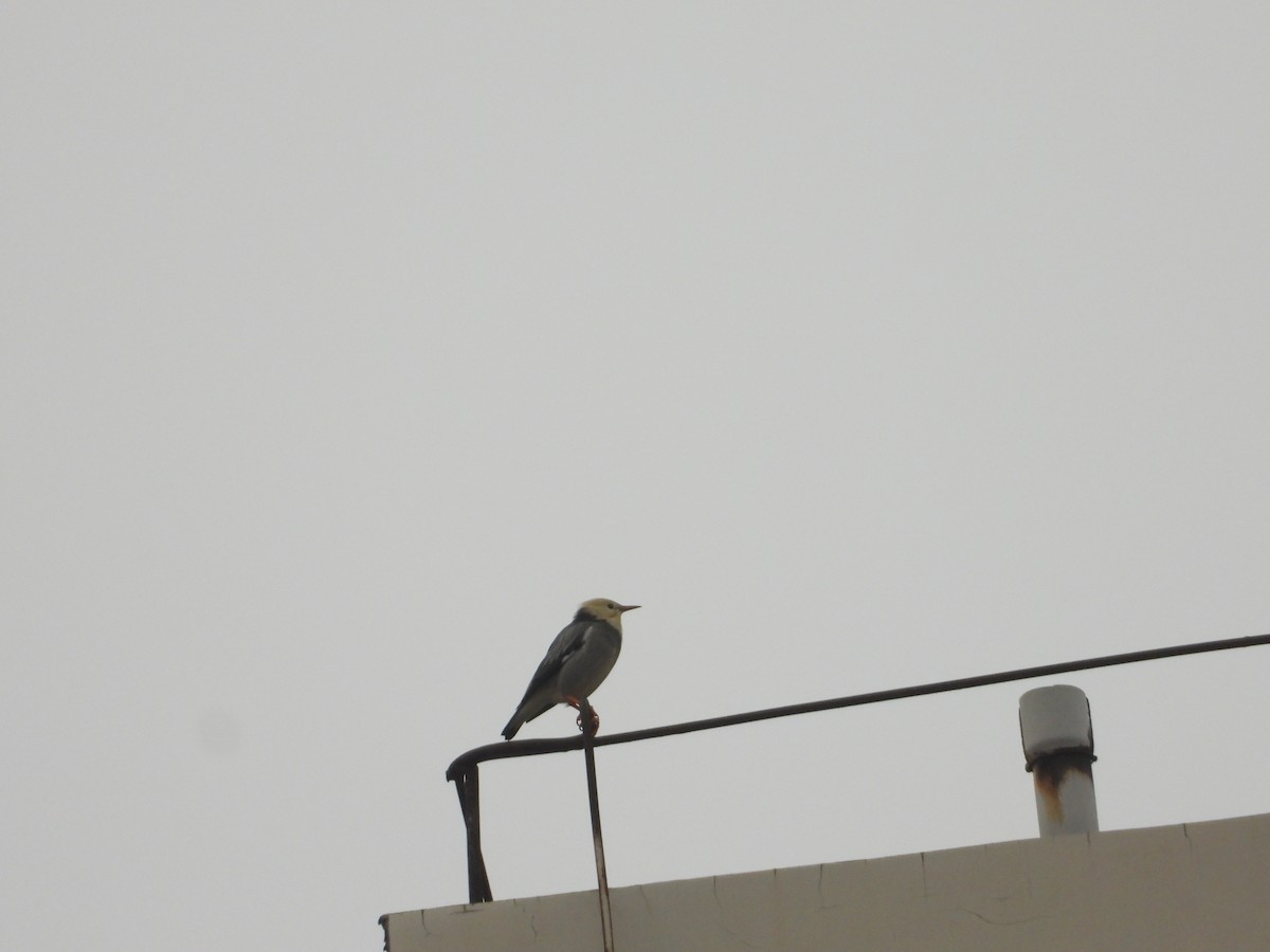 Улаан хошуут тодол - ML644407942