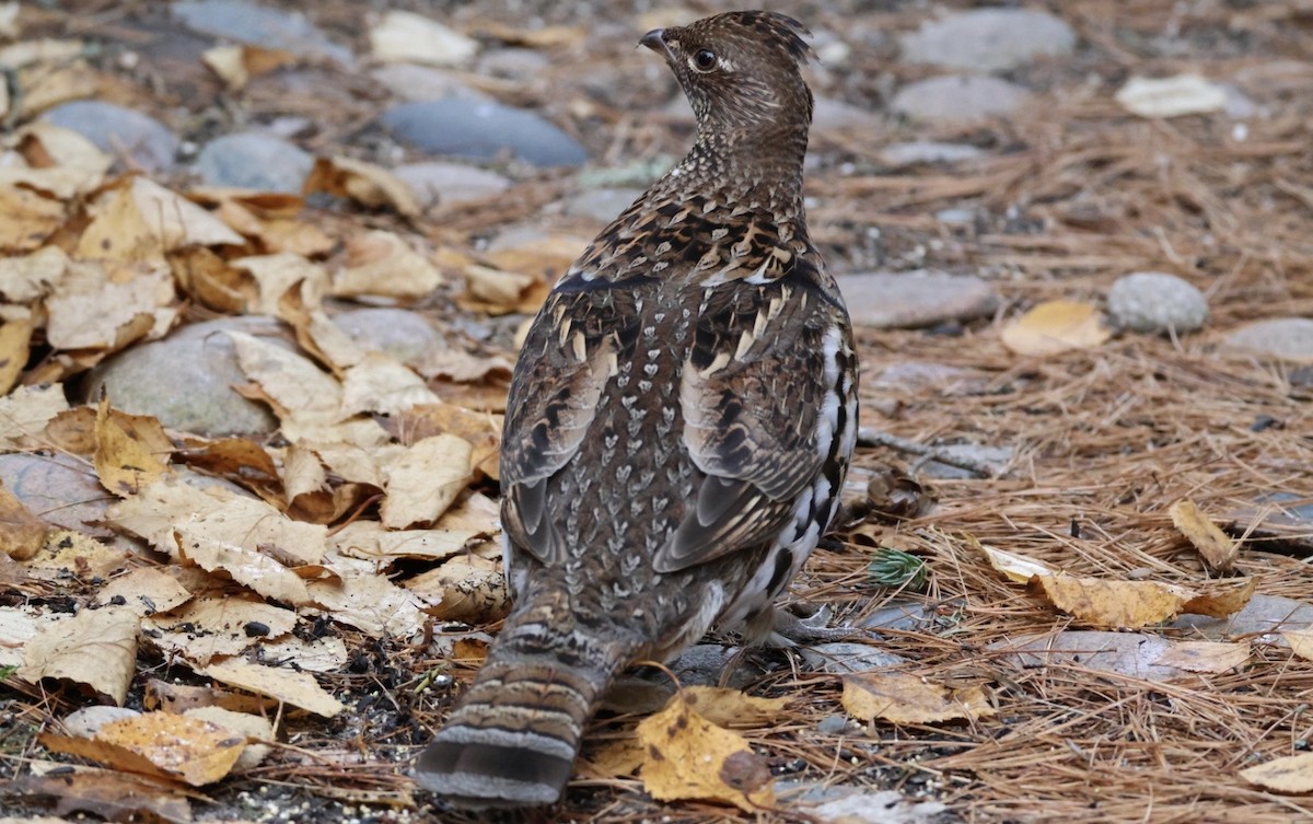 jeřábek kanadský - ML644407949