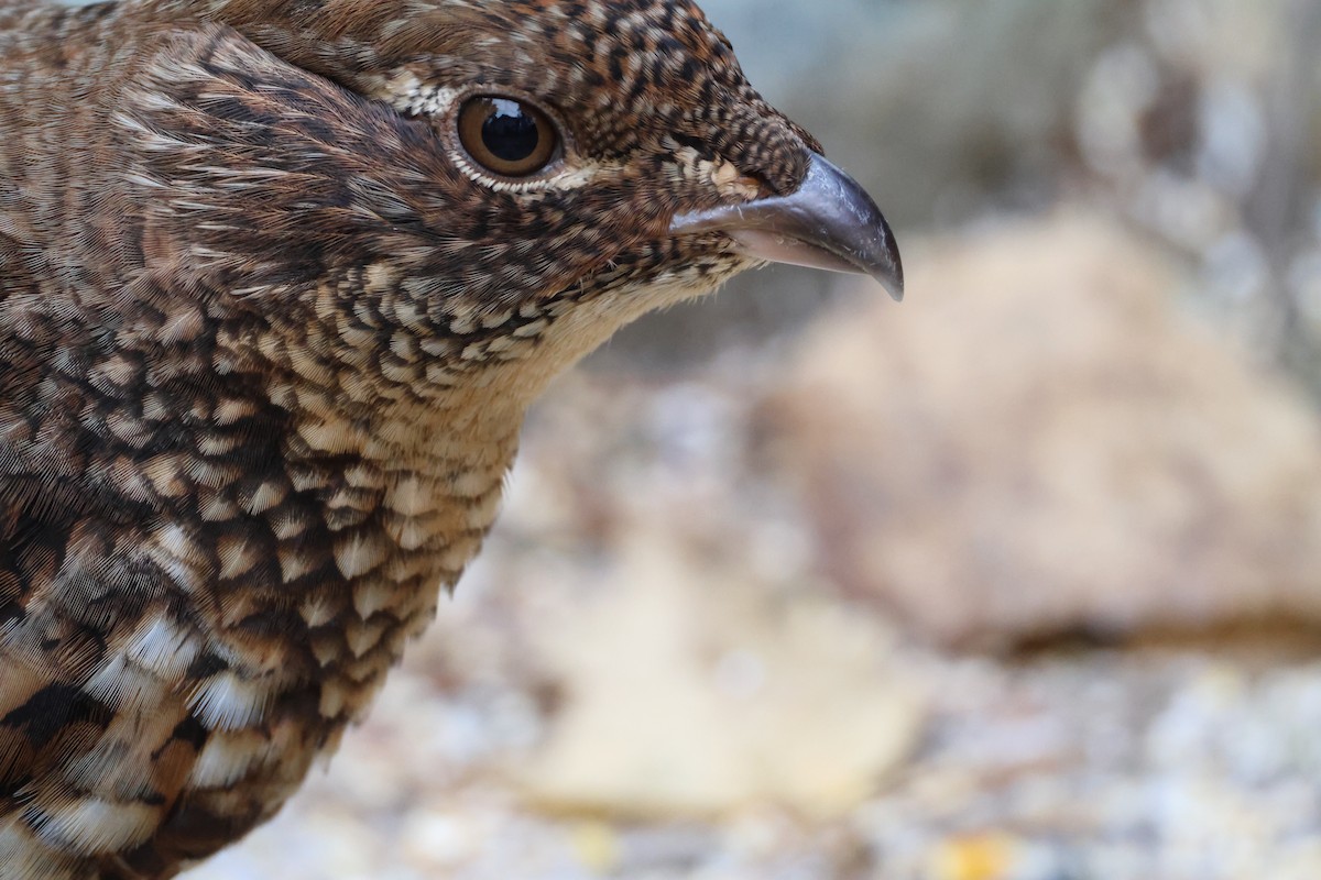 jeřábek kanadský - ML644407950