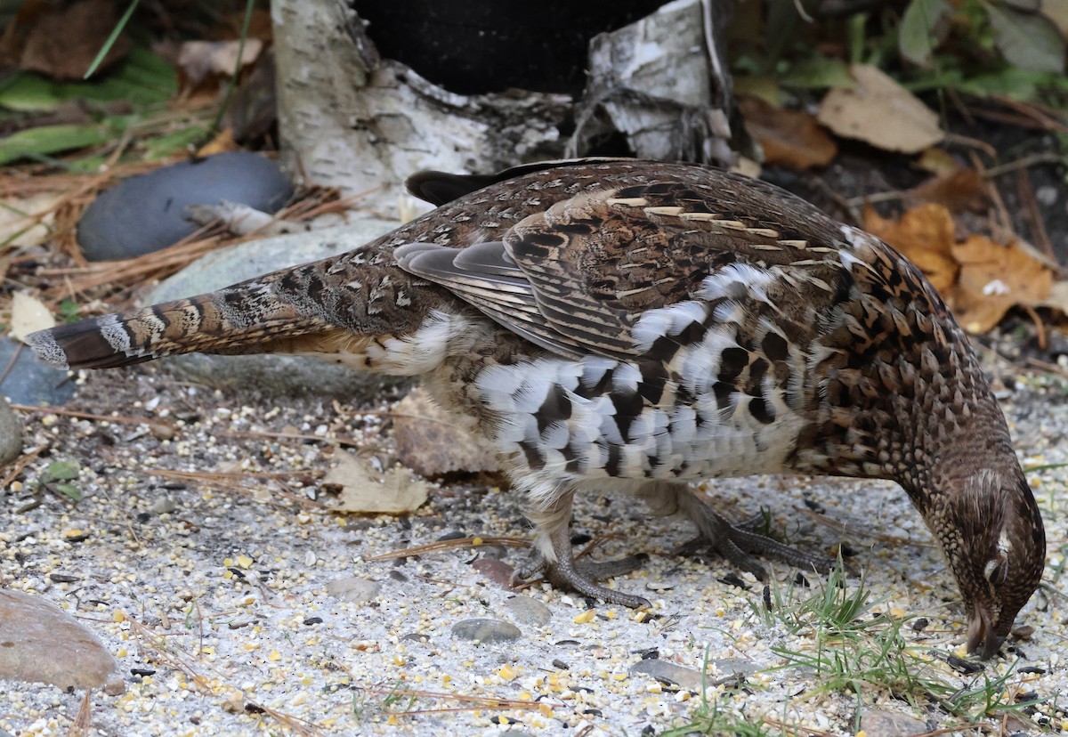 jeřábek kanadský - ML644407951