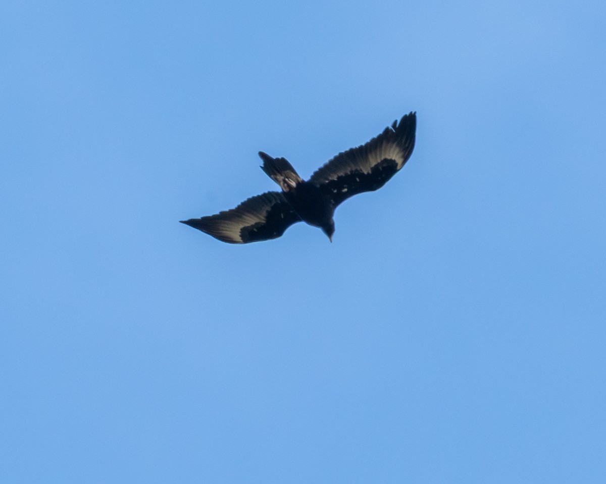 Wedge-tailed Eagle - ML644407957
