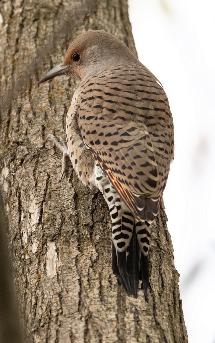 Northern Flicker - ML644407961