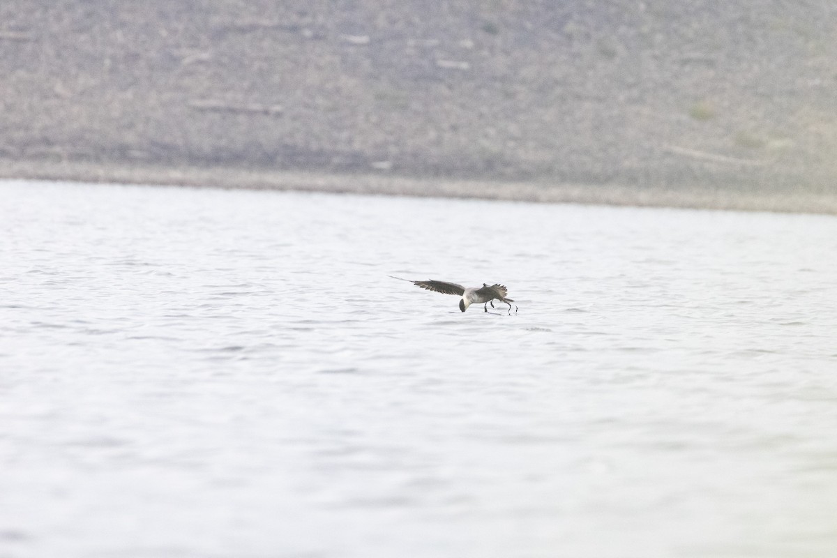 Long-tailed Jaeger - ML644407969