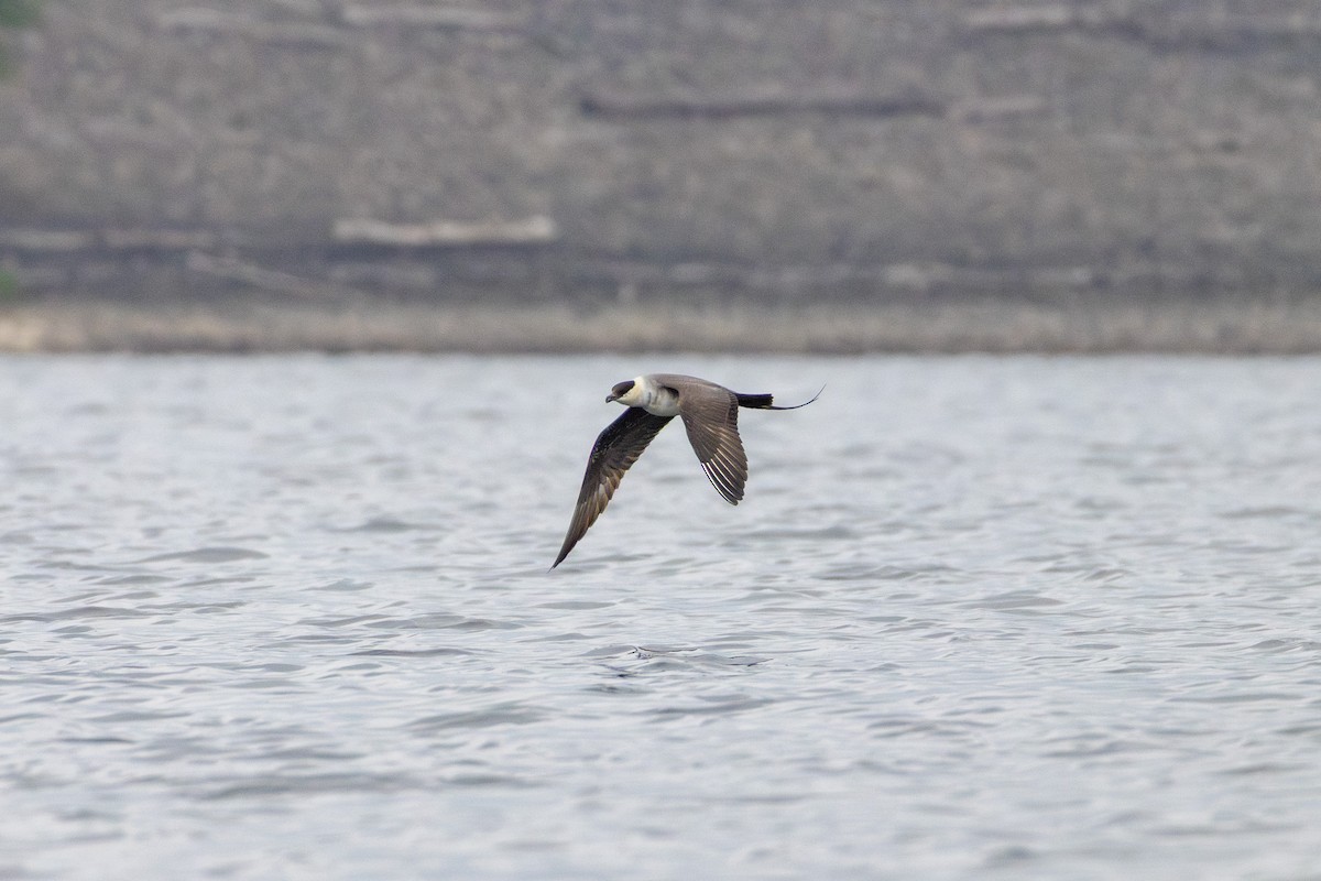 Long-tailed Jaeger - ML644407970