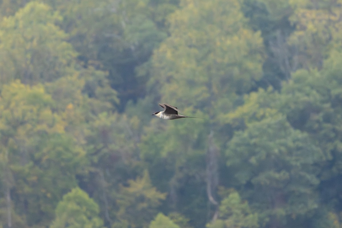 Long-tailed Jaeger - ML644407971