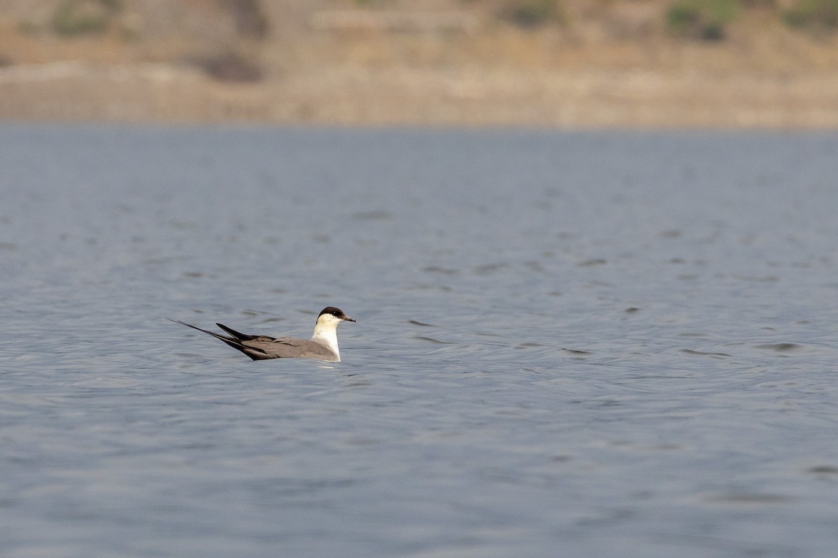 Long-tailed Jaeger - ML644407973