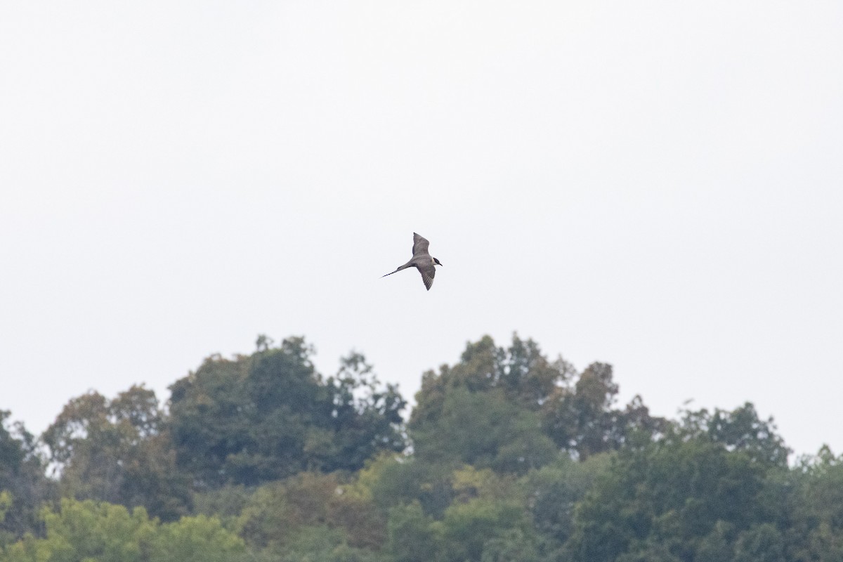 Long-tailed Jaeger - ML644407974
