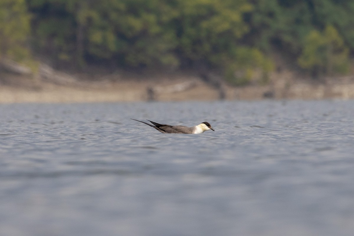 Long-tailed Jaeger - ML644407975