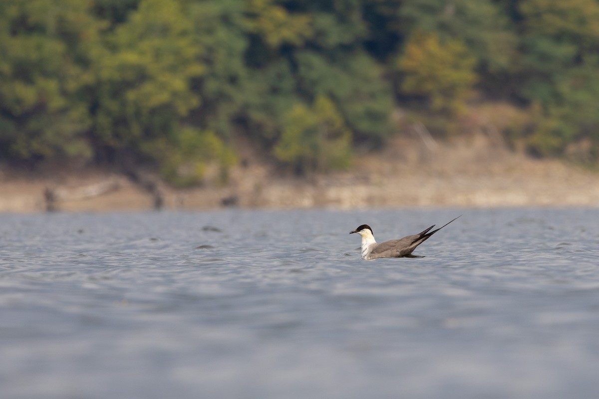 Long-tailed Jaeger - ML644407976