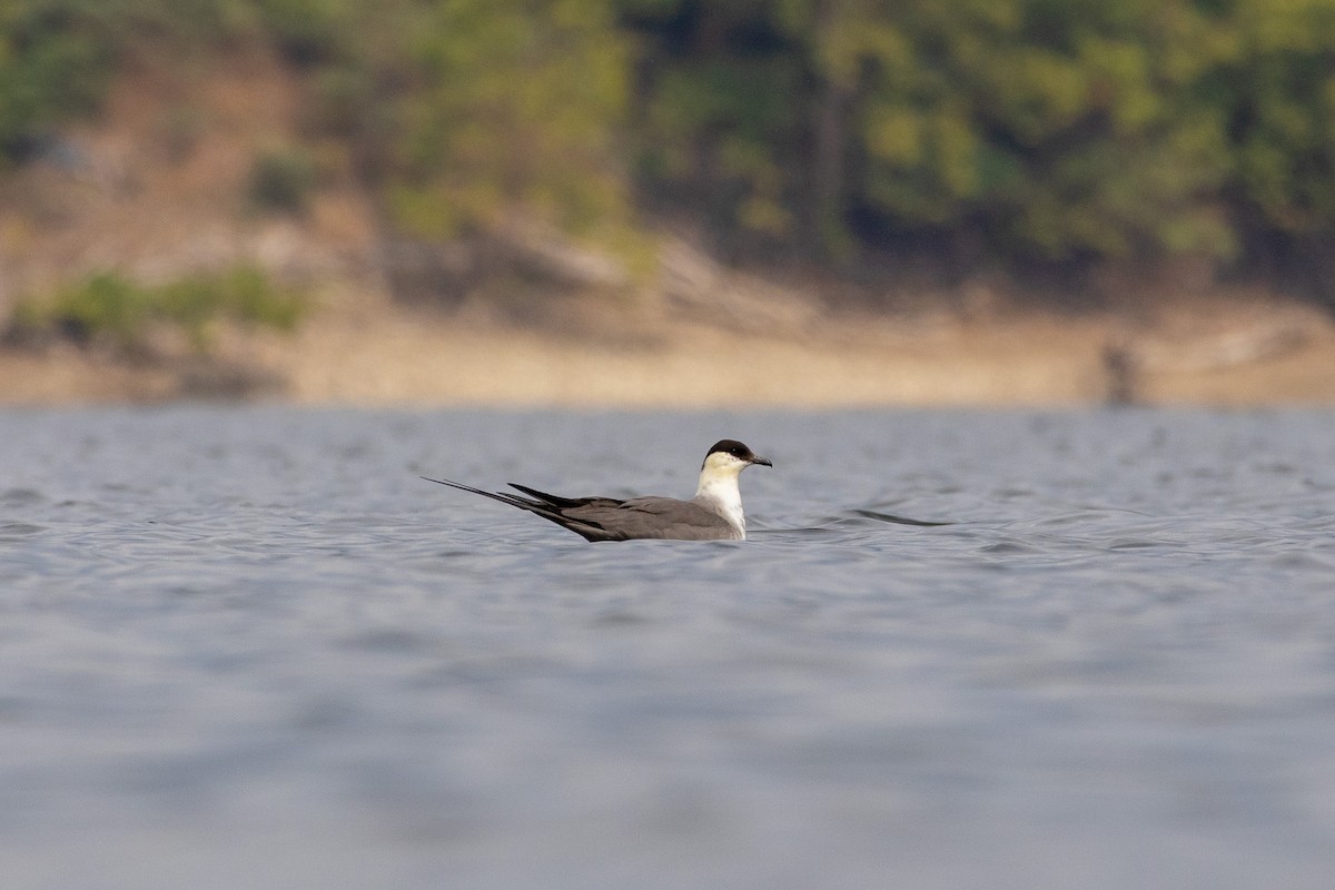 Long-tailed Jaeger - ML644407977