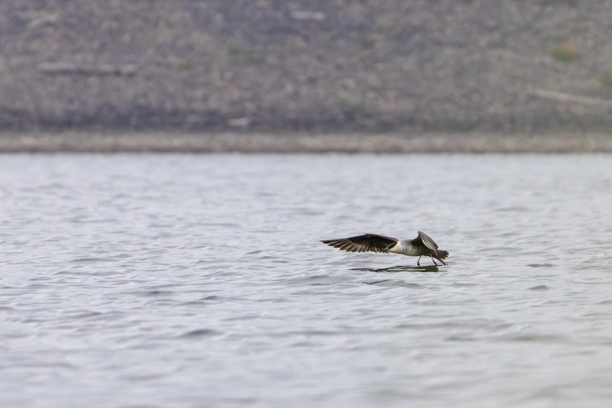 Long-tailed Jaeger - ML644407978