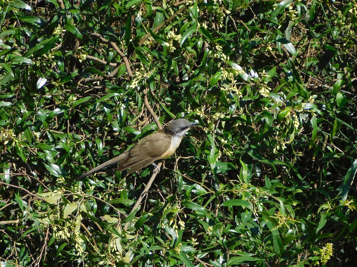 Coulicou de Vieillot - ML644408001