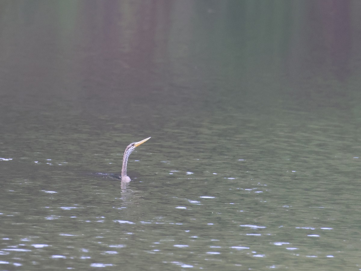 Oriental Darter - ML644408004