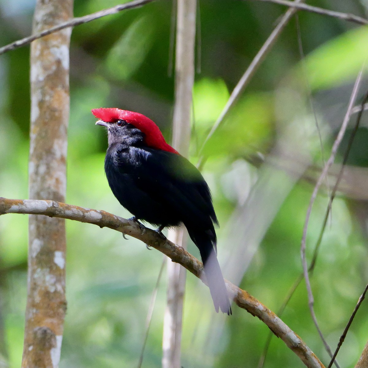 ヘルメットマイコドリ - ML644408005