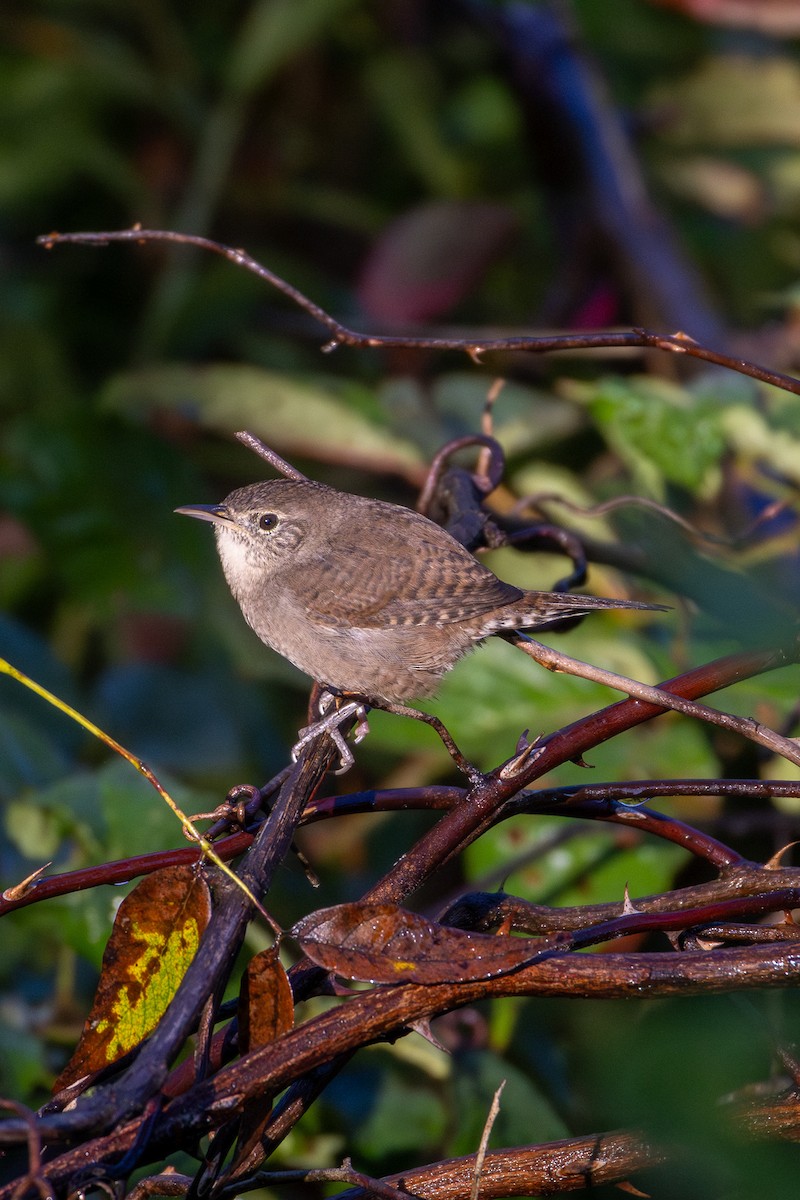 Northern House Wren - ML644408006
