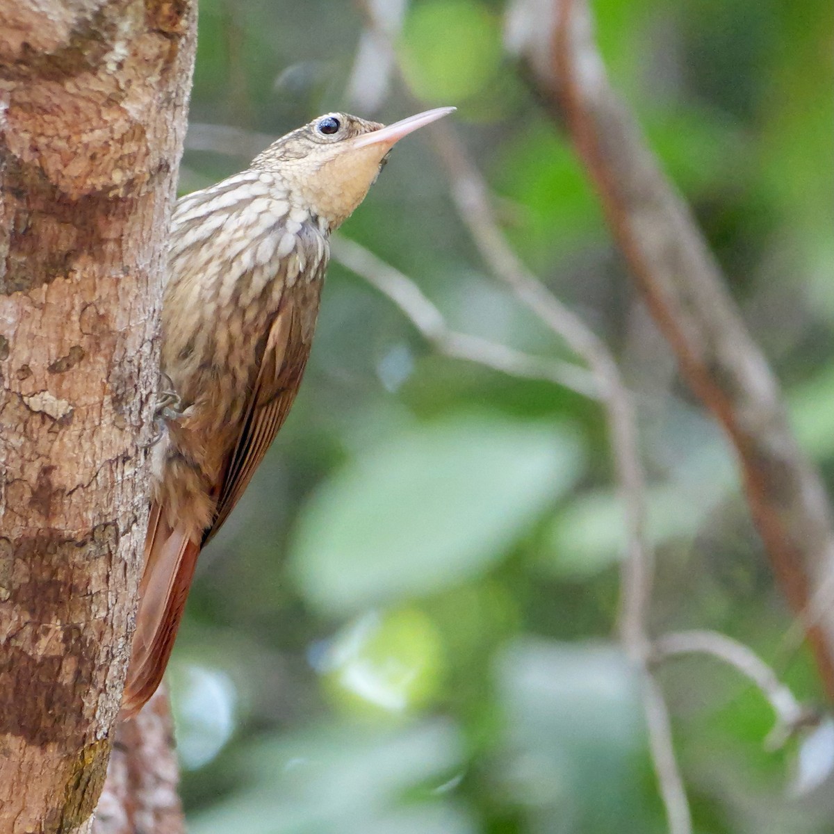 Grimpar brun - ML644408008