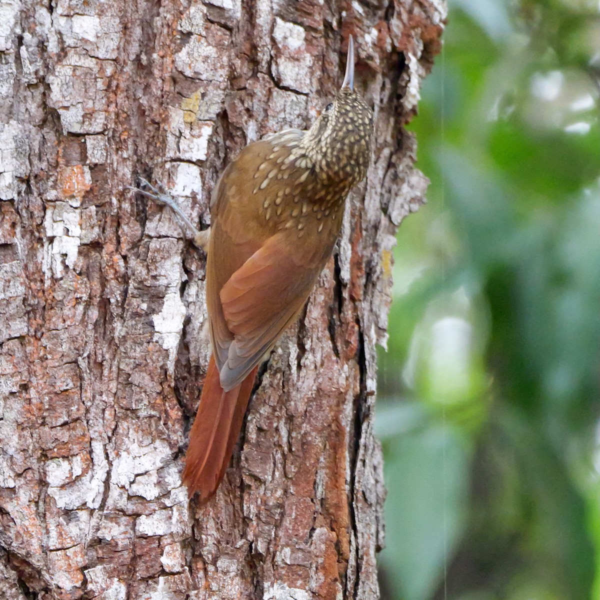 Grimpar brun - ML644408009