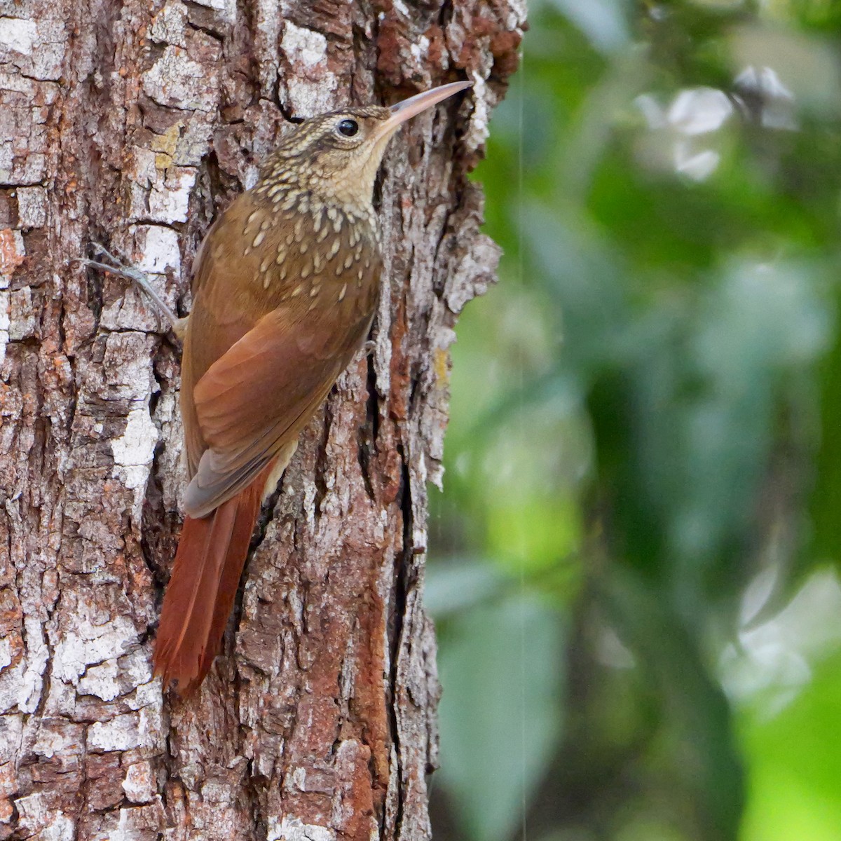 Grimpar brun - ML644408010