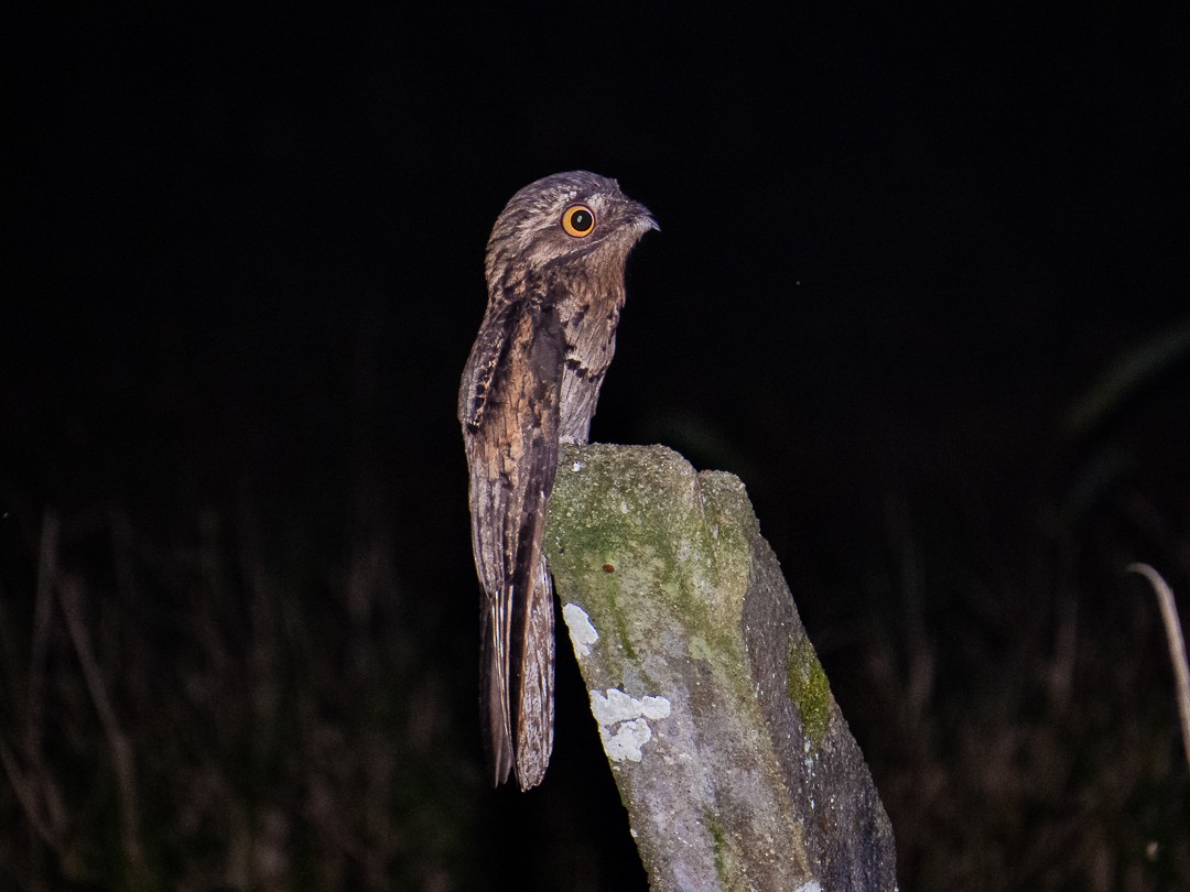 Ibijau gris - ML644408012