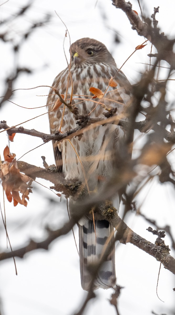 Sharp-shinned Hawk - ML644408013