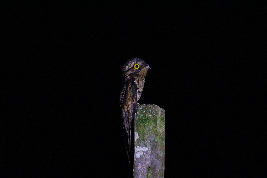 Ibijau gris - ML644408017