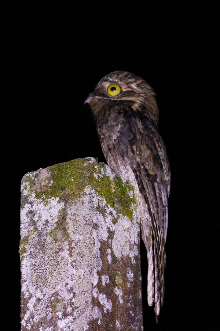 Ibijau gris - ML644408018