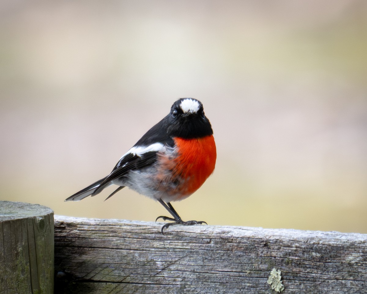 Scarlet Robin - ML644408025