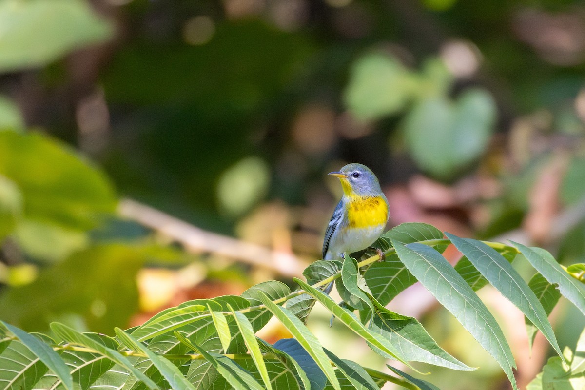 Northern Parula - ML644408026