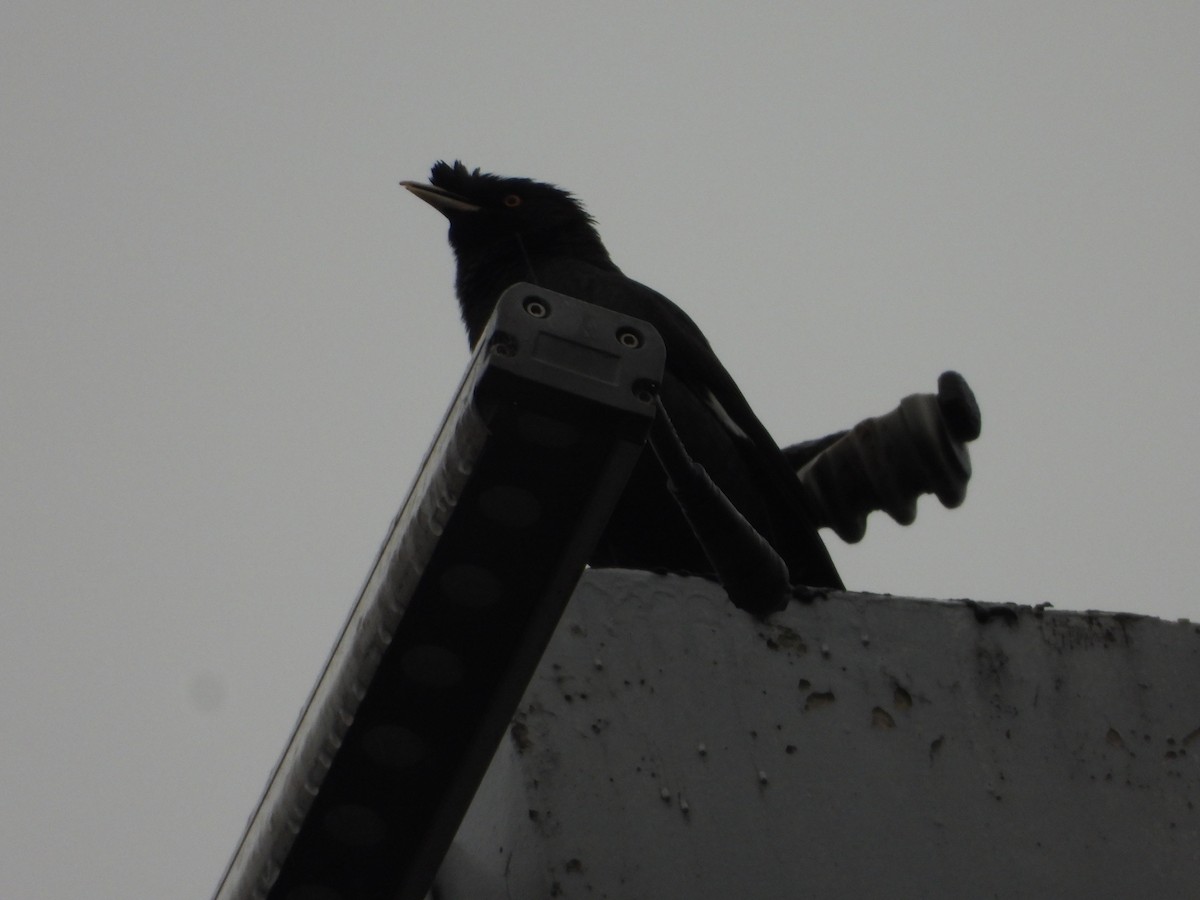 ハッカチョウ - ML644408028