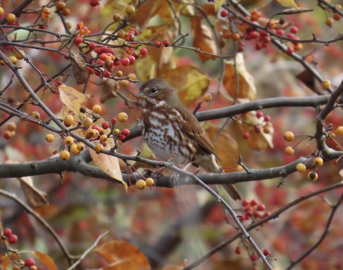 Fox Sparrow - ML644408040