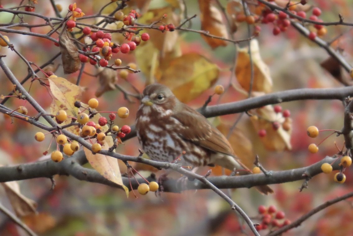 Fox Sparrow - ML644408041