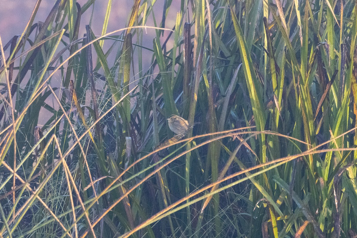 nålstjertspurv - ML644408043