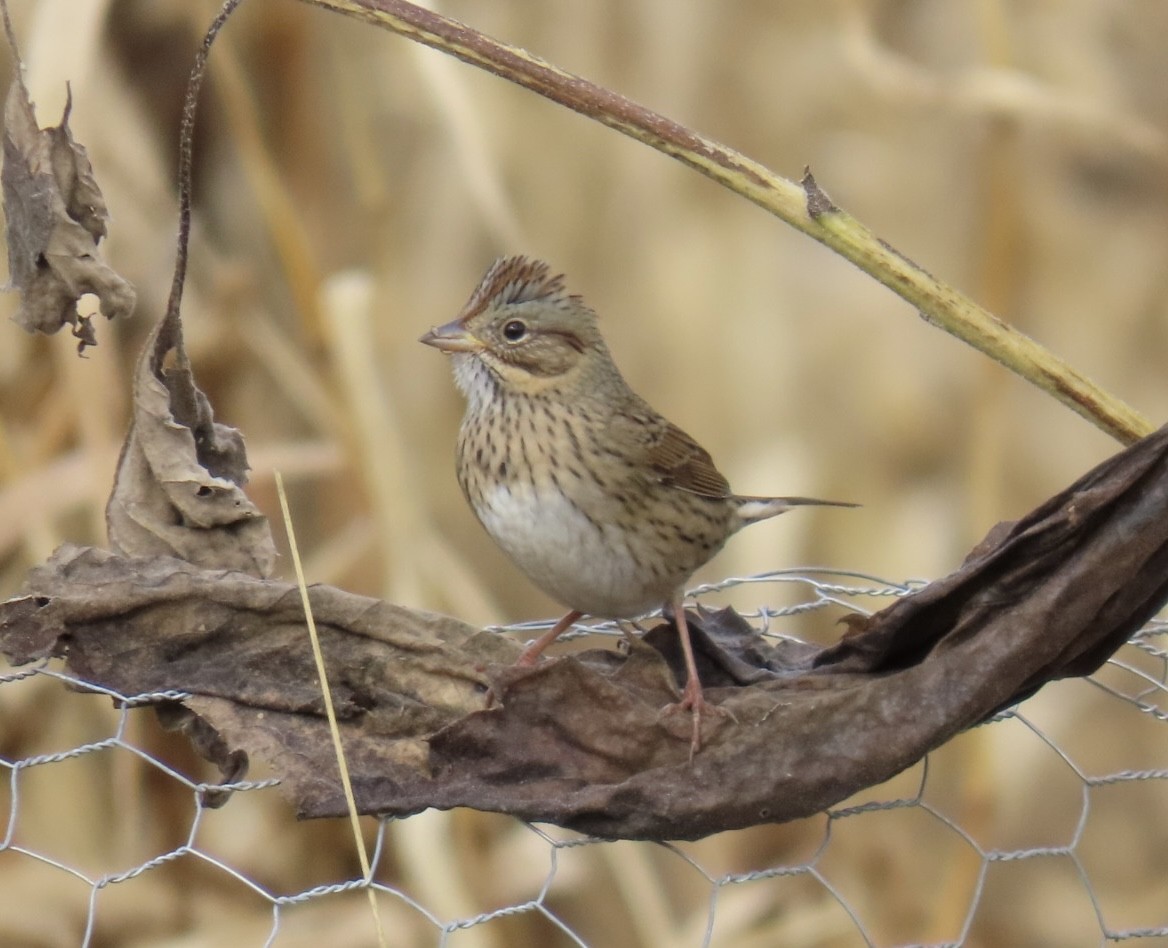 Lincoln's Sparrow - ML644408049