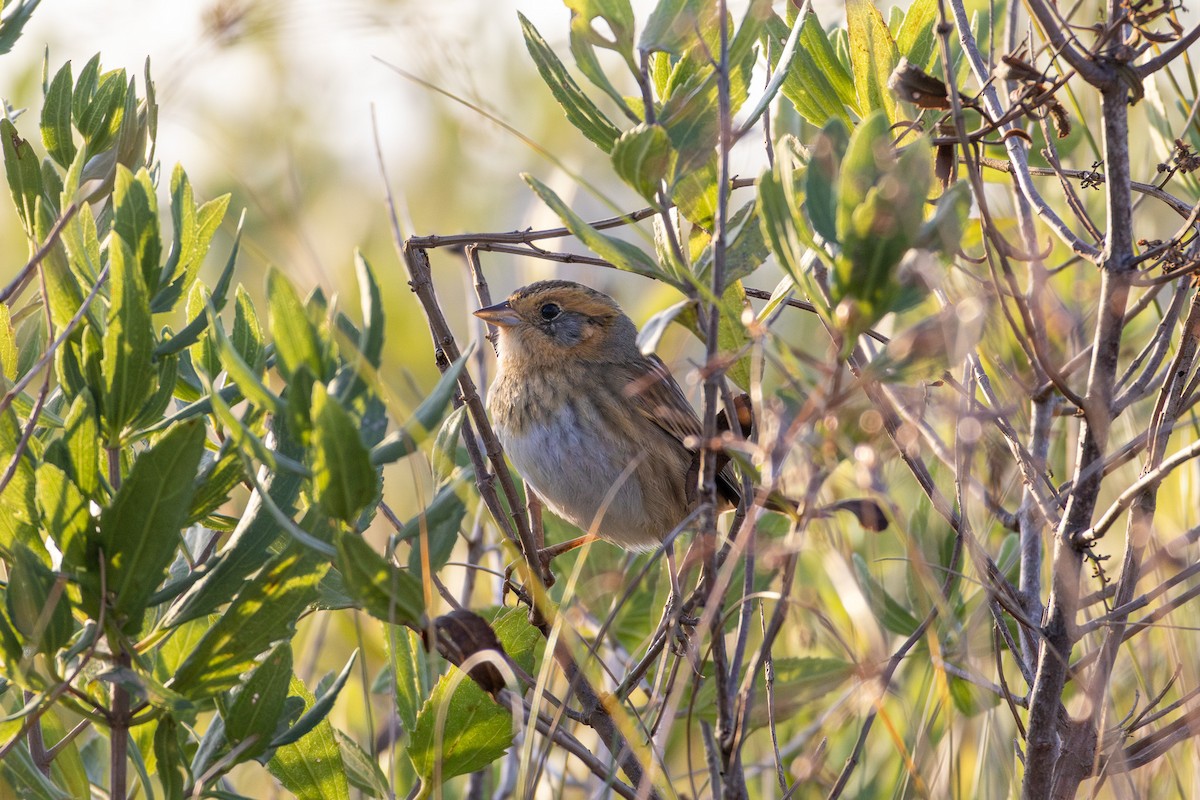 nålstjertspurv (subvirgata) - ML644408054