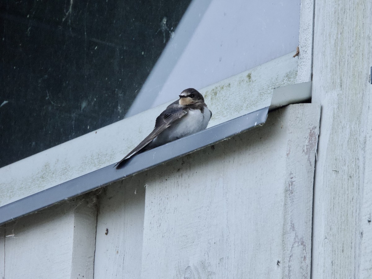 vlaštovka obecná - ML644408056