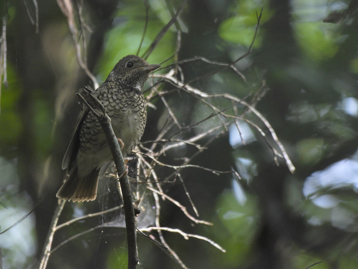 Белогорлый дрозд - ML644408060