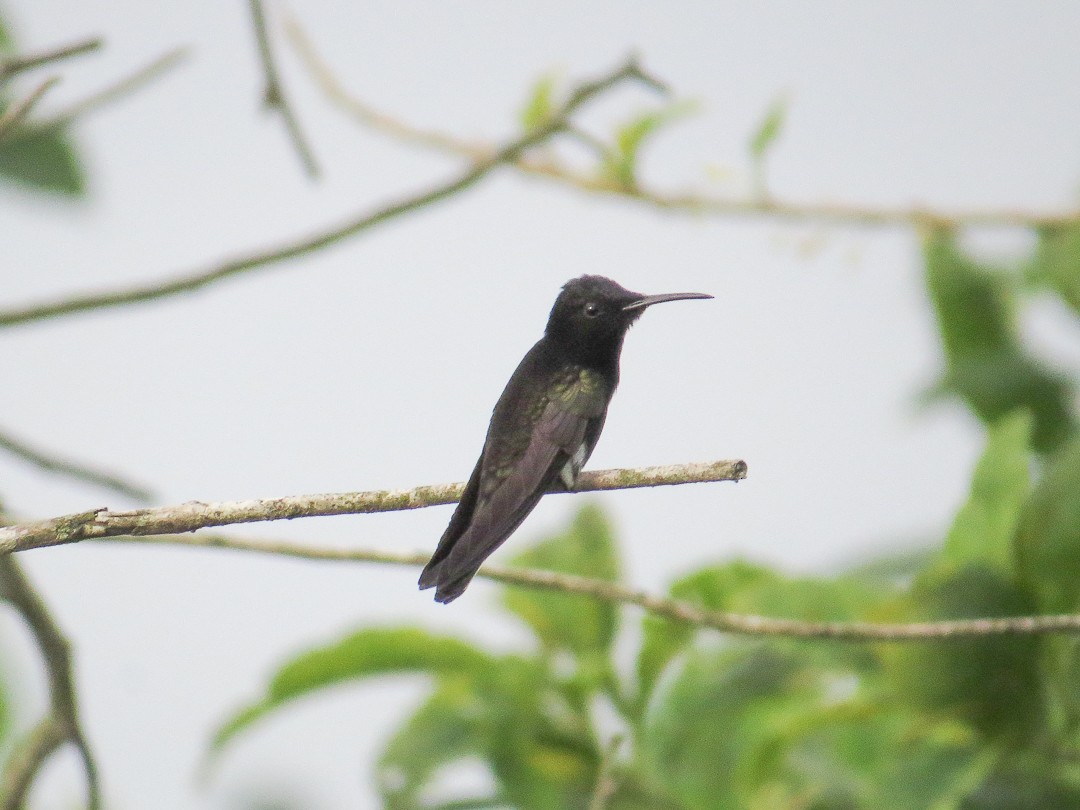 Black Jacobin - ML644408061