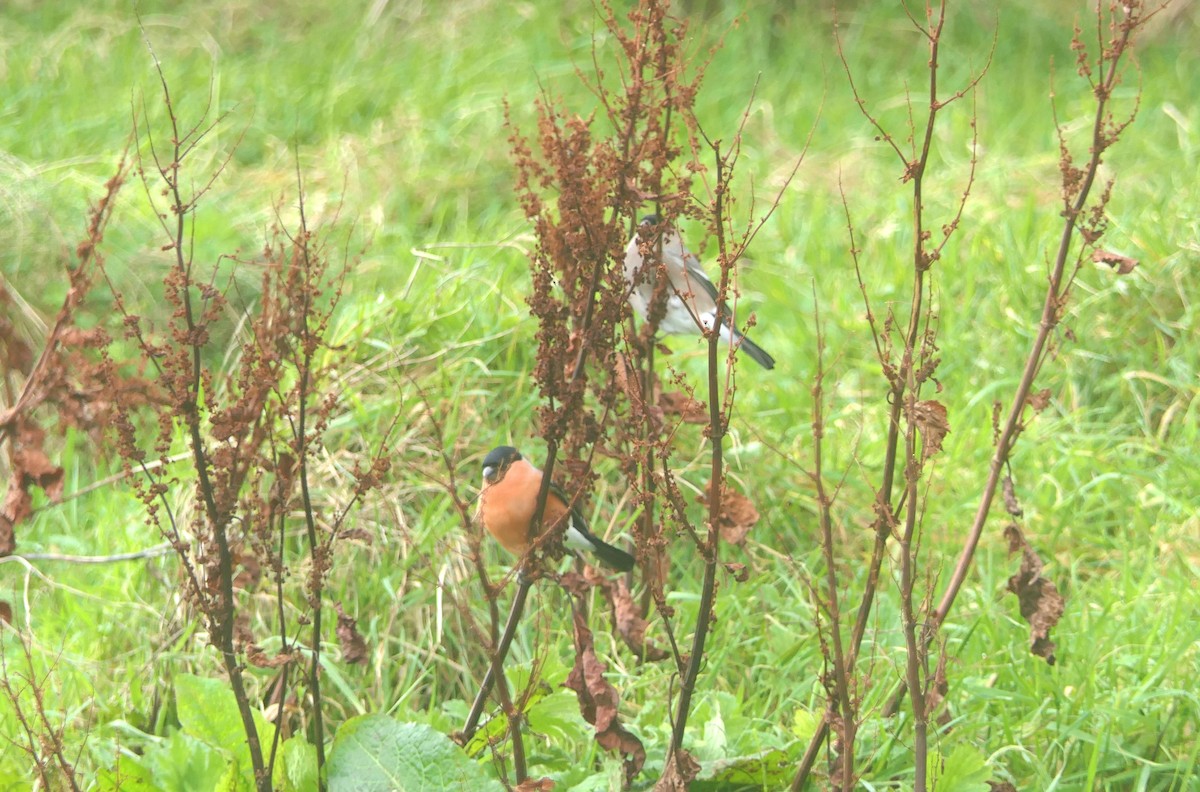 Снегирь (Обыкновенный) - ML644408076