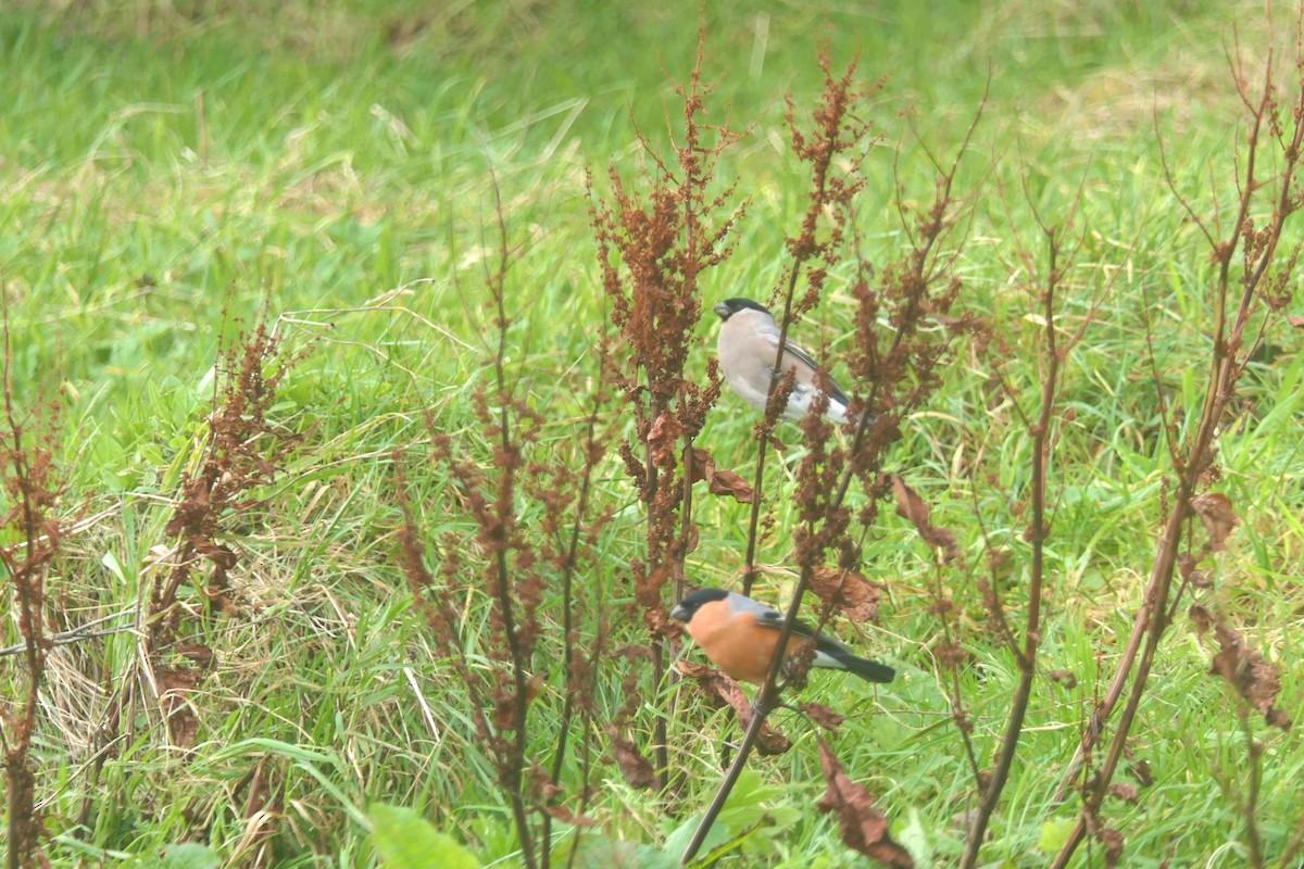 Снегирь (Обыкновенный) - ML644408077