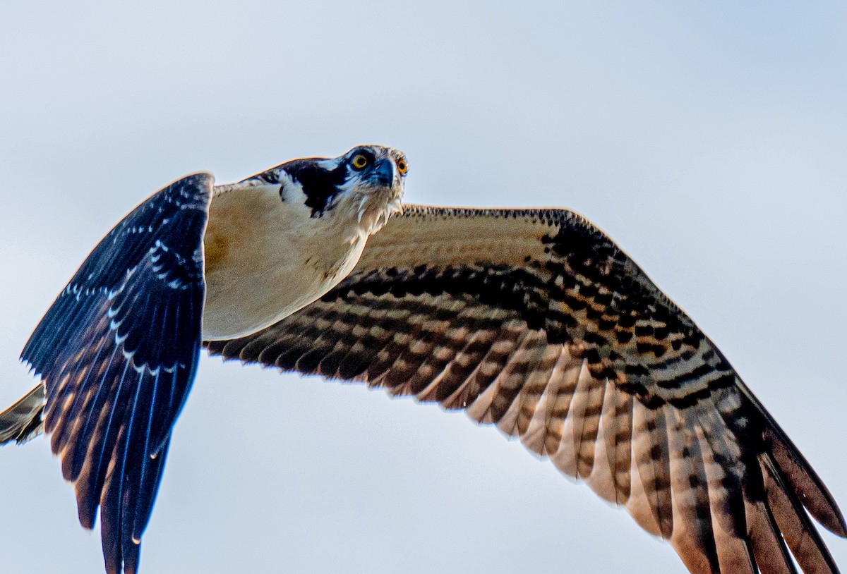 Osprey - Connie Galey