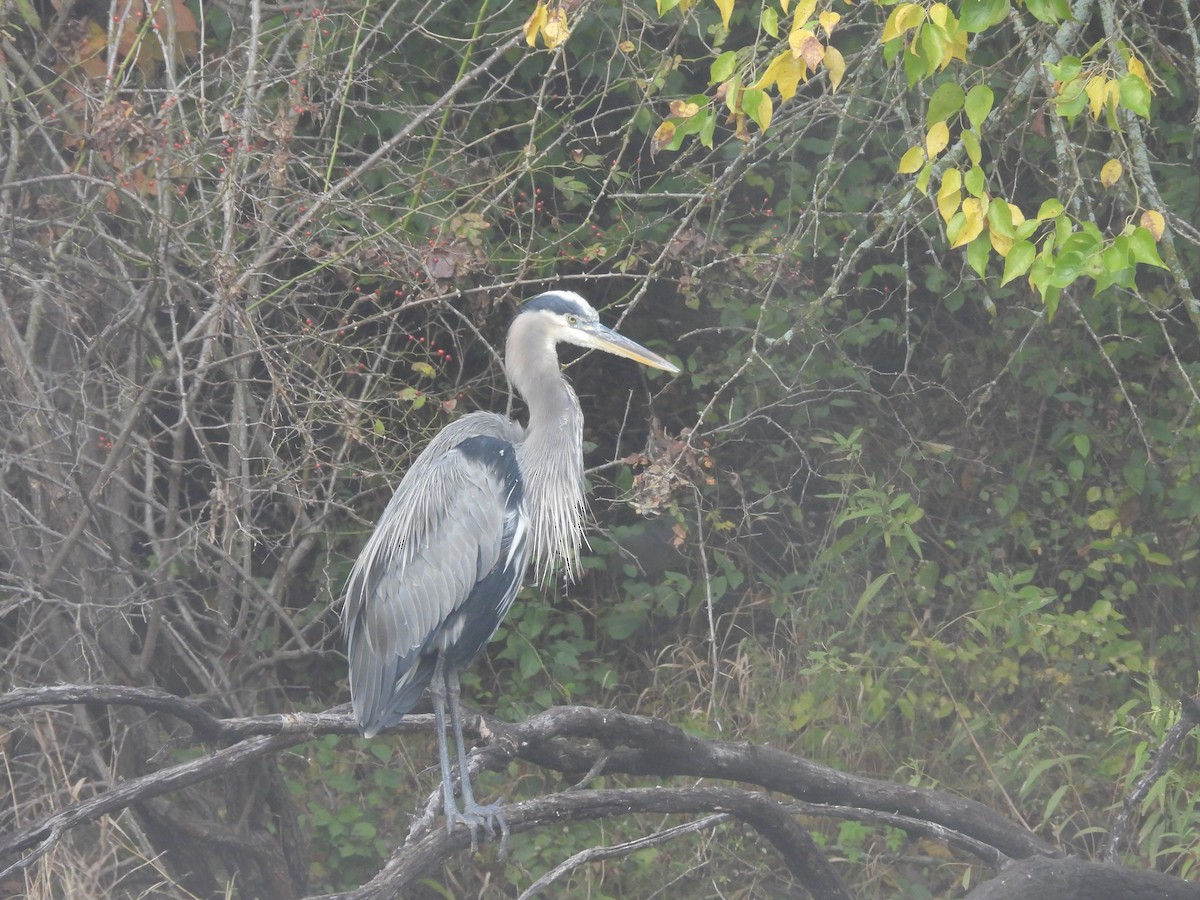 Great Blue Heron (Great Blue) - ML644408089
