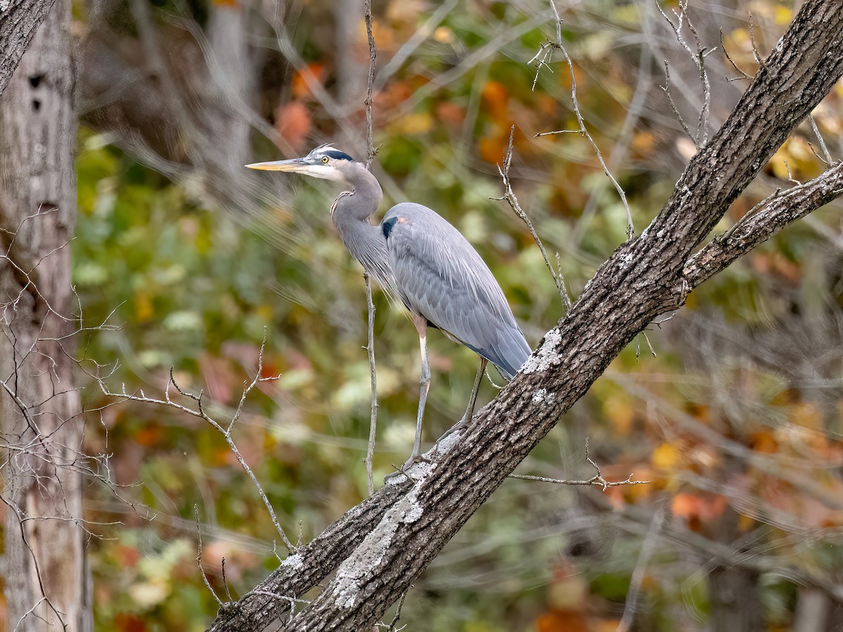 Great Blue Heron - ML644408105