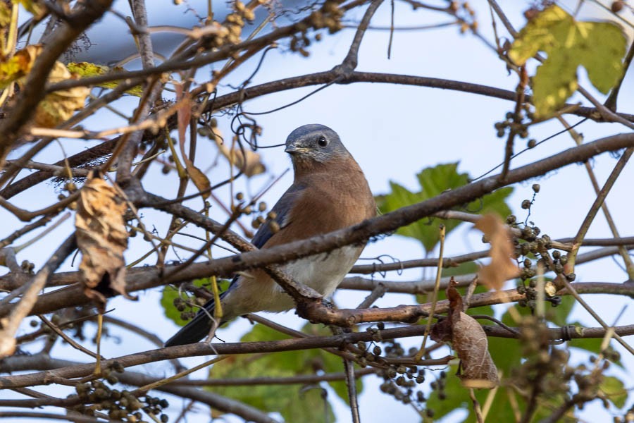 østblåfugl - ML644408107