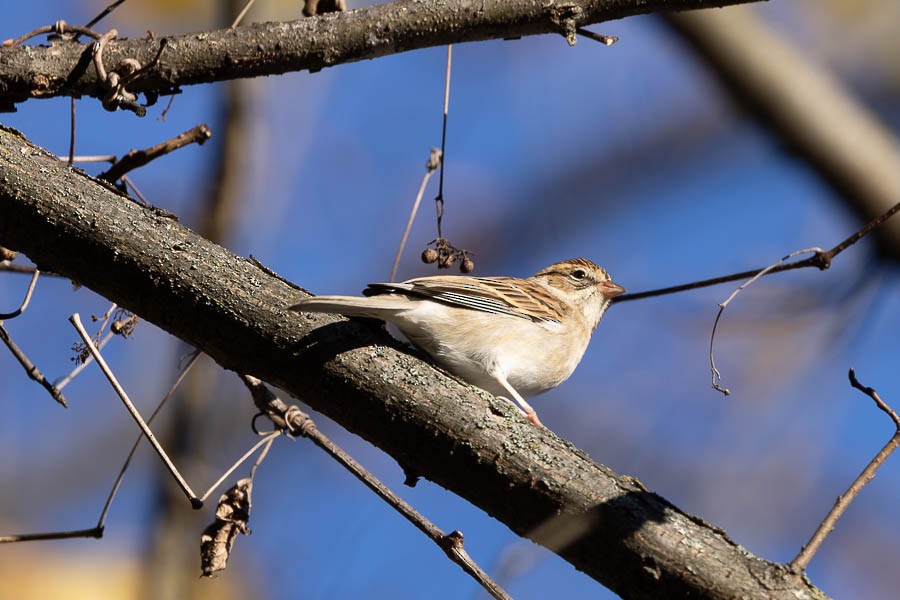 brunissespurv - ML644408115