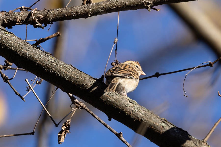 brunissespurv - ML644408116