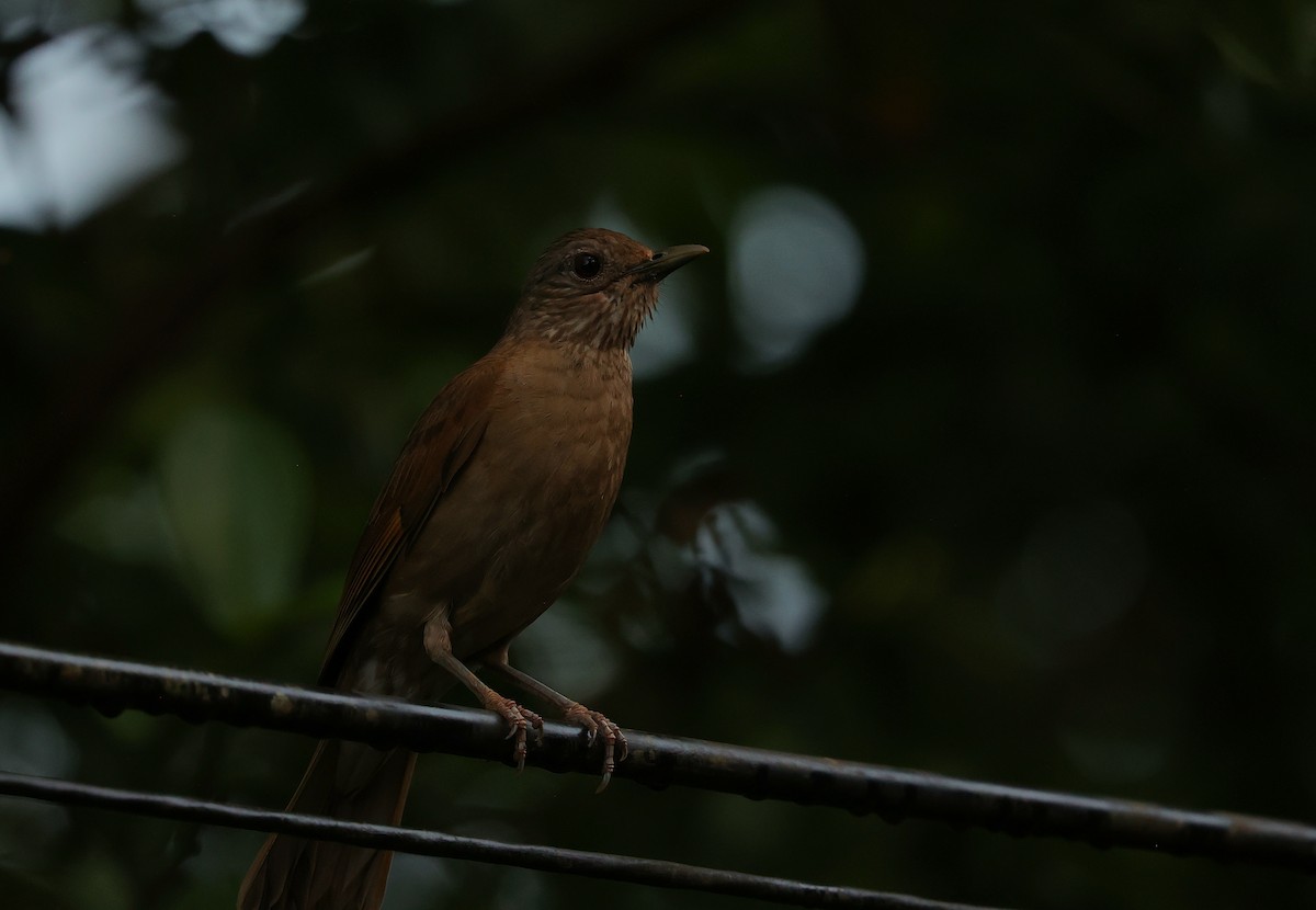 Fahlbrustdrossel - ML644408122