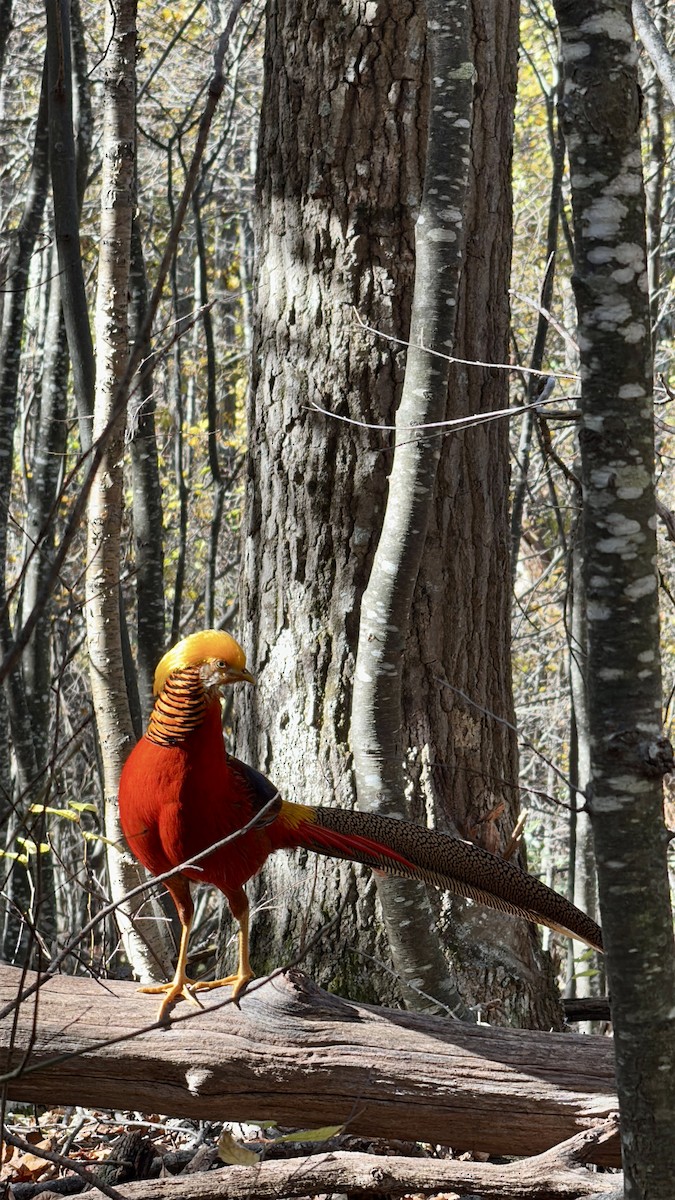 bažant zlatý - ML644408124