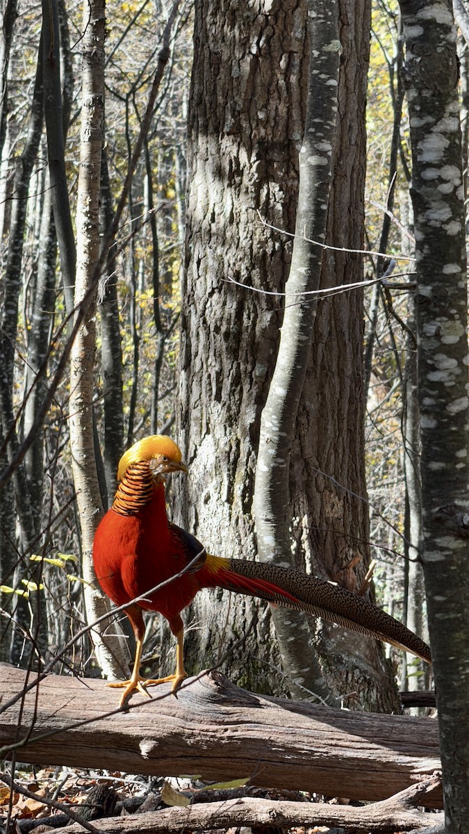 bažant zlatý - ML644408125