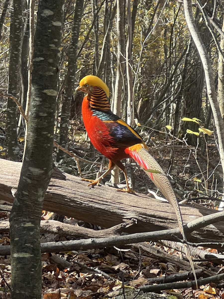 bažant zlatý - ML644408128