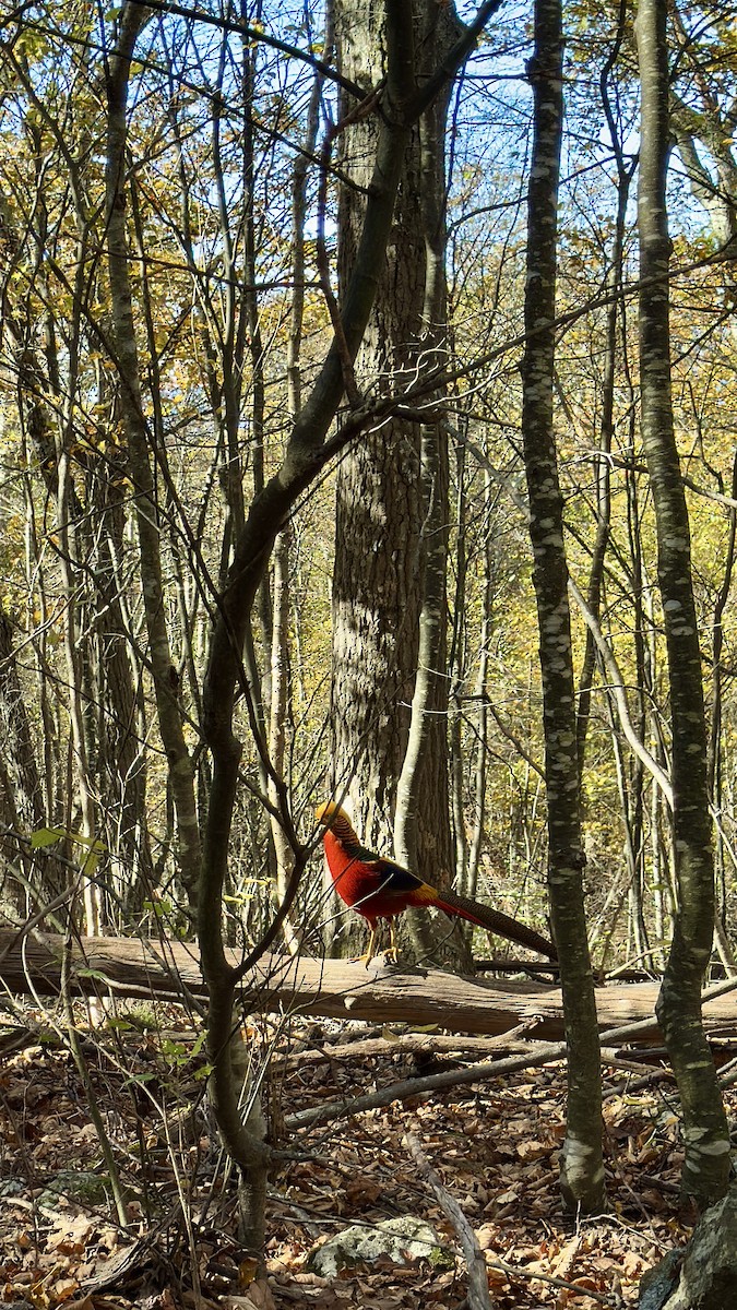 bažant zlatý - ML644408130